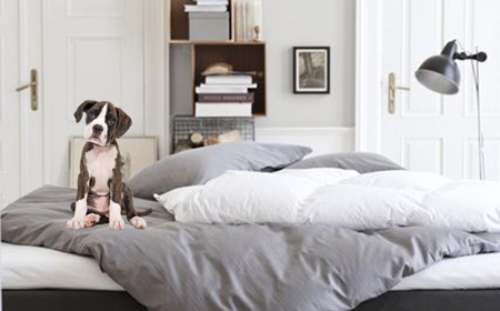 Should you allow your dog in your bed?