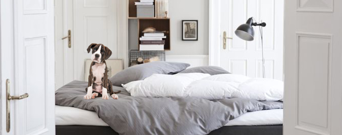 Should you Allow your Dog in your Bed? | JYSK