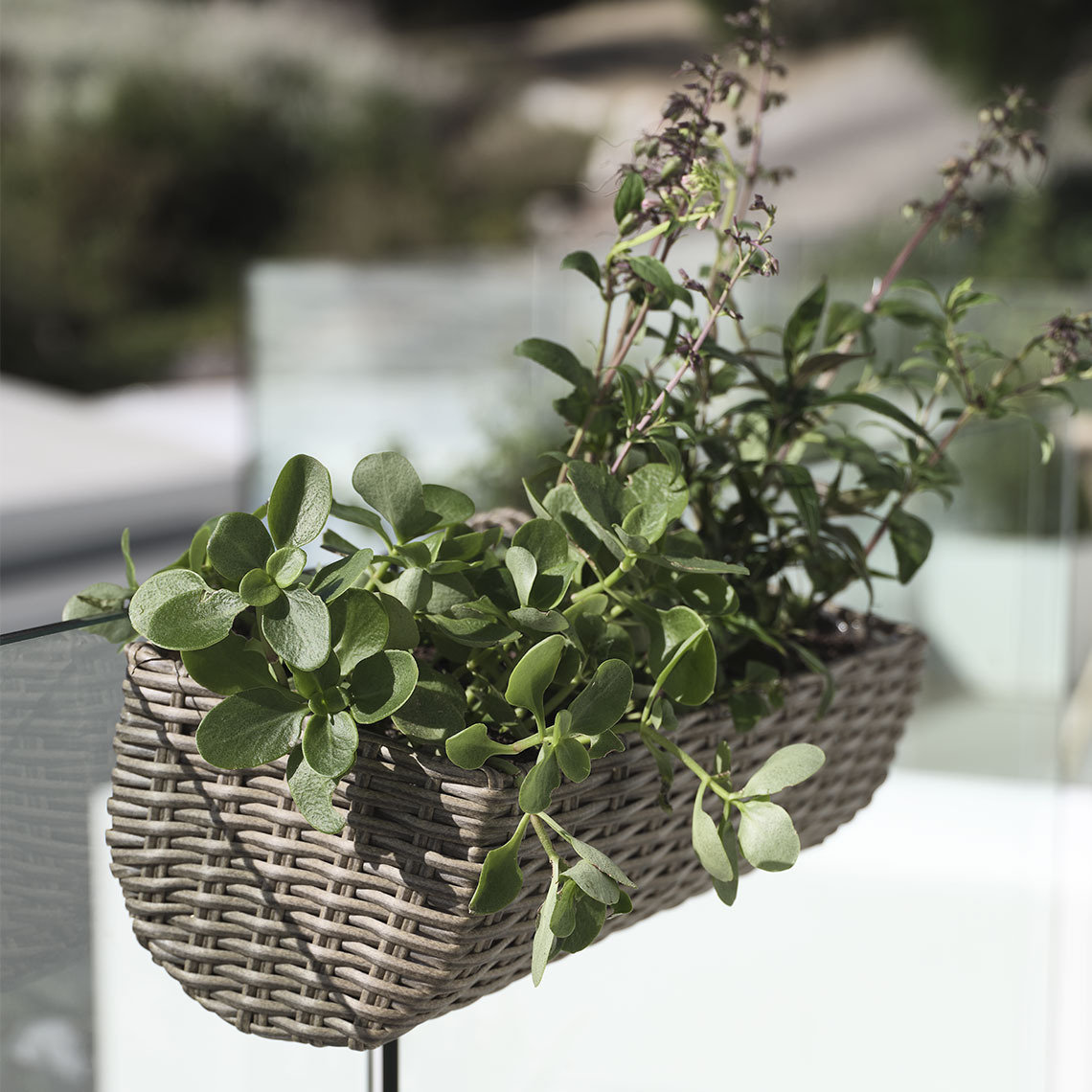 STEINTROST balcony planter Balcony planter in polyrattan hanging on a balcony with plants