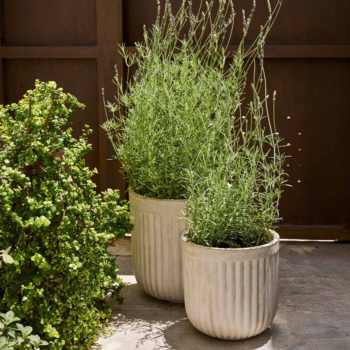 Large garden planters with green plants on patio