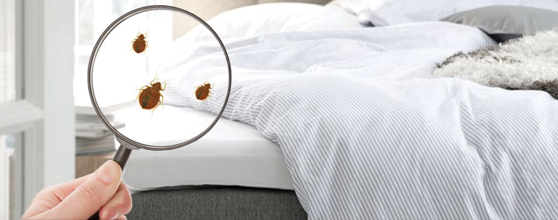 how to get rid of bedbugs